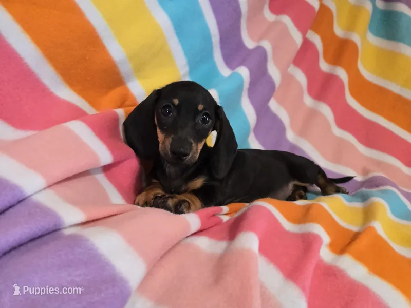 Mini Dachshund – Miniature Dachshund puppy for sale in Buffalo, NY