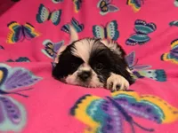 Shihtzu /Maltese mix, a female Maltese and Shih Tzu for sale in Buffalo, NY – 3 of 5