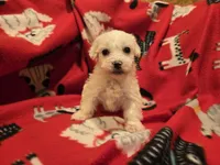 Bichon /Maltese , a male Bichon Frise and Maltese for sale in Buffalo, NY – 3 of 4