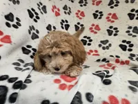 Shihpoo, a male Shihpoo for sale in Buffalo, NY – 3 of 4