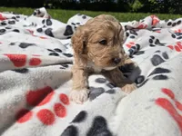Cockapoo, a male Cockapoo for sale in Buffalo, NY – 3 of 4