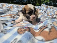 Bichon /Shih tzu , a male Bichon Frise and Shih Tzu for sale in Buffalo, NY – 3 of 5
