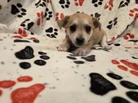Chihuahua /Maltese, a male Chihuahua and Maltese for sale in Buffalo, NY – 4 of 4