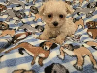 Yorkiepoo /Maltese, a male Yorkipoo and Maltese for sale in Buffalo, NY – 4 of 4