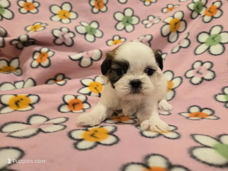 Shihtzu /Bichon  – Bichon Frise, Shih Tzu puppy for sale in Buffalo, NY