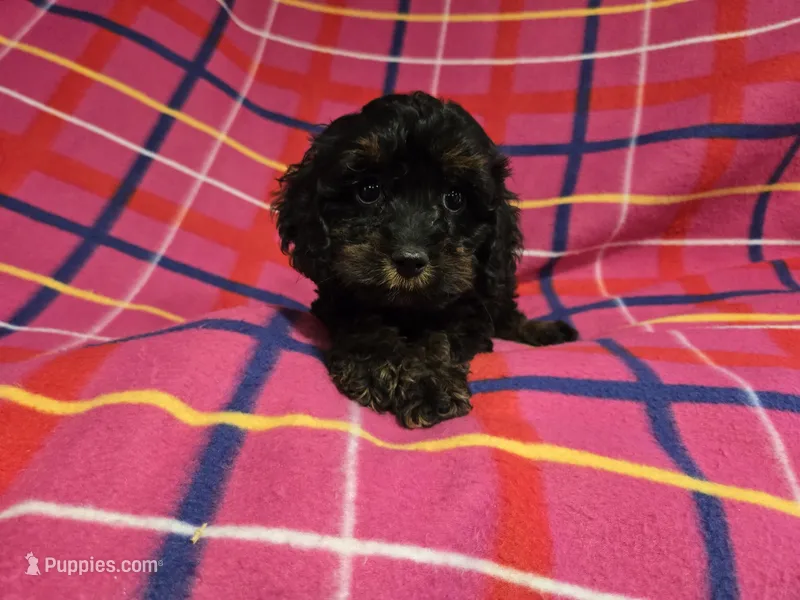 Cockapoo – Cockapoo puppy for sale in Buffalo, NY