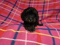 Cockapoo, a female Cockapoo for sale in Buffalo, NY – 1 of 4