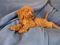 Cockapoo, a male Cocker Spaniel and Poodle - Miniature  for sale in Buffalo, NY – Photo 3 of 5