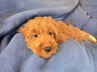 Cockapoo, a male Cocker Spaniel and Poodle - Miniature  for sale in Buffalo, NY – Photo 5 of 5