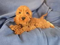 Cockapoo, a male Cocker Spaniel and Poodle - Miniature  for sale in Buffalo, NY – Photo 4 of 5
