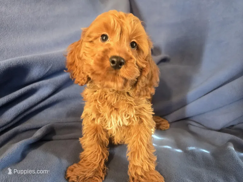 Cockapoo – Cocker Spaniel, Poodle - Miniature  puppy for sale in Buffalo, NY