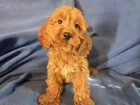 Cockapoo, a male Cocker Spaniel and Poodle - Miniature  for sale in Buffalo, NY – Photo 1 of 5