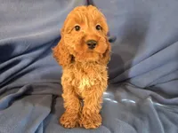 Cockapoo, a male Cocker Spaniel and Poodle - Miniature  for sale in Buffalo, NY – Photo 2 of 5