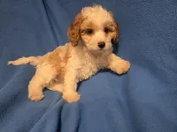 Cavapoo, a female Cavapoo for sale in Buffalo, NY – 4 of 5