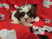 Shihpoo , a male Shihpoo for sale in Buffalo, NY – 3 of 4