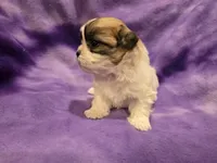 Shihtzu /Bichon, a female Bichon Frise and Shih Tzu for sale in Buffalo, NY – 3 of 4