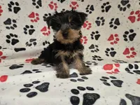 Yorkie Terrier, a male Yorkshire Terrier for sale in Buffalo, NY – 5 of 5