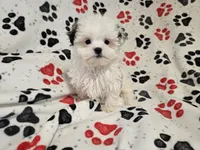 Maltese / shihtzu, a male Maltese and Shih Tzu for sale in Buffalo, NY – 5 of 5