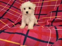 Maltese , a female Maltese for sale in Buffalo, NY – 3 of 4