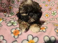 Shihtzu , a female Shih Tzu for sale in Buffalo, NY – Photo 1 of 5