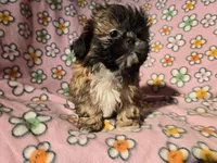 Shihtzu , a female Shih Tzu for sale in Buffalo, NY – Photo 5 of 5