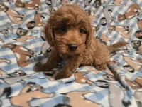 Cavapoo, a male Cavapoo for sale in Buffalo, NY – 1 of 4