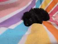 Yorkie poo, a female Yorkipoo for sale in Buffalo, NY – 2 of 4