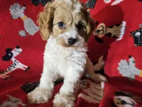 Cavapoo, a male Cavapoo for sale in Buffalo, NY – Photo 2 of 5