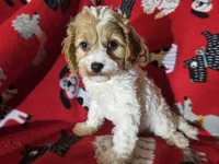 Cavapoo, a male Cavapoo for sale in Buffalo, NY – Photo 3 of 5
