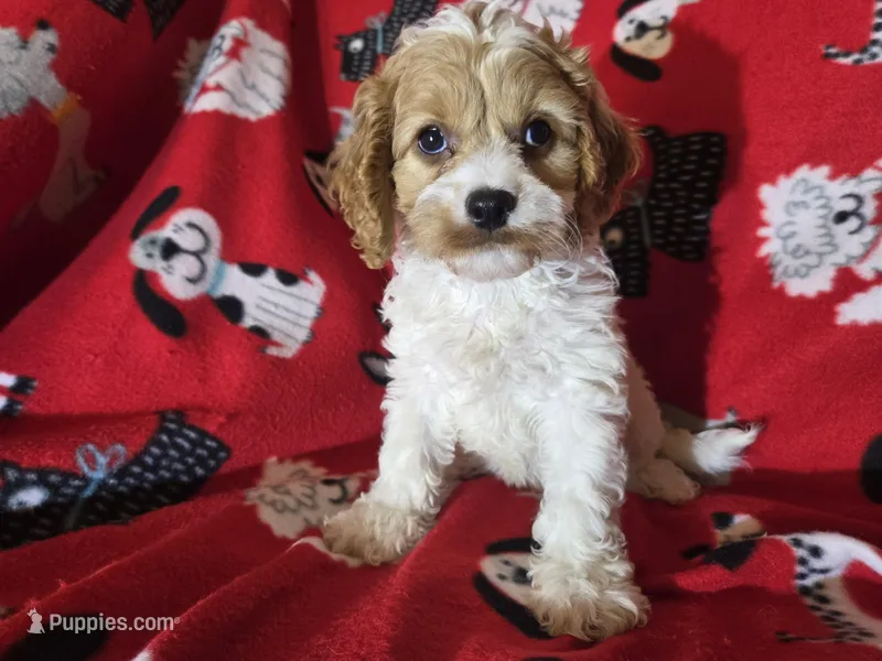 Cavapoo – Cavapoo puppy for sale in Buffalo, NY