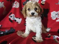 Cavapoo, a male Cavapoo for sale in Buffalo, NY – Photo 1 of 5