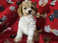 Cavapoo, a male Cavapoo for sale in Buffalo, NY – Photo 5 of 5