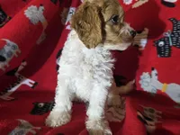 Cavapoo, a male Cavapoo for sale in Buffalo, NY – Photo 4 of 5