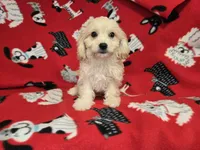 Cavachon, a male Cavachon for sale in Buffalo, NY – 2 of 4