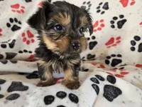 Yorkie Terrier, a male Yorkshire Terrier for sale in Buffalo, NY – 3 of 5