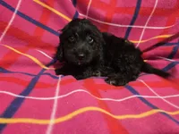 Cockapoo, a female Cockapoo for sale in Buffalo, NY – 5 of 6