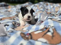 Shihpoo /Maltese , a male Shihpoo and Maltese for sale in Buffalo, NY – 3 of 3