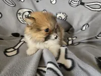 Pomeranian , a male Pomeranian for sale in Buffalo, NY – 3 of 5