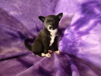Pomchi , a female Pomchi for sale in Buffalo, NY – 2 of 4