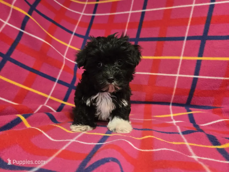 Morkie – Yorkshire Terrier puppy for sale in Buffalo, NY