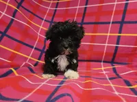 Morkie, a female Yorkshire Terrier for sale in Buffalo, NY – 1 of 4