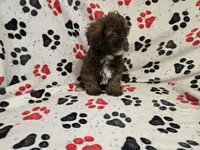 Shihpoo , a male Shihpoo for sale in Buffalo, NY – 4 of 5