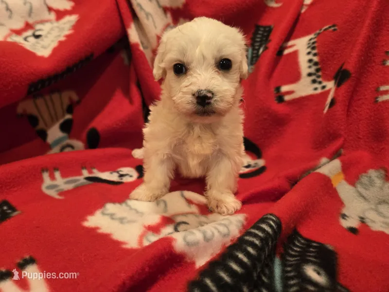 Bichon /Maltese  – Bichon Frise, Maltese puppy for sale in Buffalo, NY