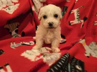 Bichon /Maltese , a male Bichon Frise and Maltese for sale in Buffalo, NY – 1 of 4