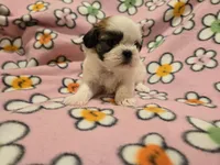 Shihtzu /Bichon , a female Bichon Frise and Shih Tzu for sale in Buffalo, NY – 4 of 4