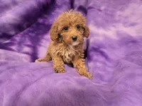 Cavapoo, a female Cavapoo and Poodle - Miniature  for sale in Buffalo, NY – 4 of 4