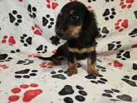Mini Dachshund, a male Miniature Dachshund for sale in Buffalo, NY – 2 of 4