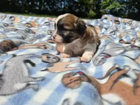 Bichon /Shih tzu , a male Bichon Frise and Shih Tzu for sale in Buffalo, NY – 2 of 5