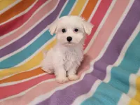 Maltese , a female Maltese for sale in Buffalo, NY – 2 of 4