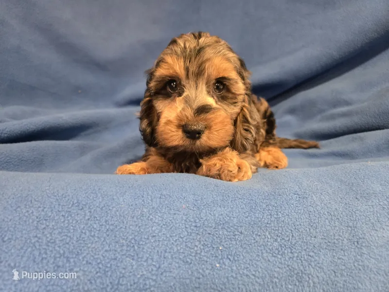 Cockapoo – Cockapoo puppy for sale in Buffalo, NY